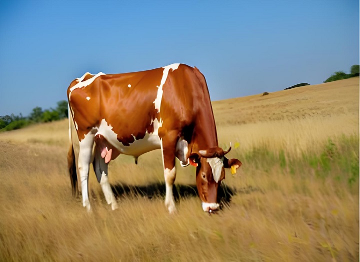 Hvor lenge en ku er gravid kan oppdages med det bovine graviditeten Rapid Test Kit?