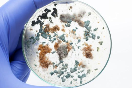 Sikre pålitelig mikrobiell dyrking med trypticase soyabuljong av Baibo Biotechnology: A Preferred Choice for Global Laboratories