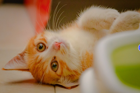 Babio Feline/Canine Heartworm Antigen (FCHW AG) Test Kit: Nøyaktig, rask og pålitelig kjæledyrhelsediagnostikk