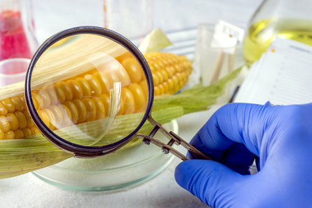 Babios Ochratoxin En rask testkassett - Sikre global matsikkerhet