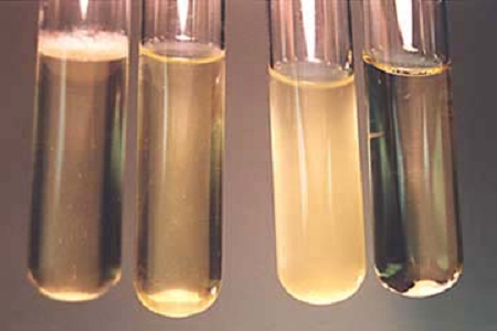 Babio lanserer High-Performance Brain Heart Infusion Broth for Global Microbiology Labs