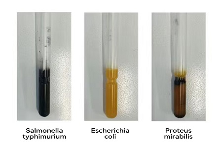 BABIO lanserer høyytelses transportmedium (SS-type) for pålitelig global mikrobiell prøveoverføring