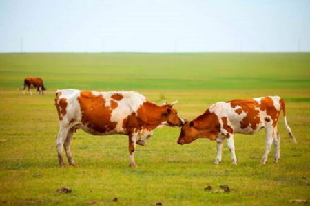 BABIO introduserer høysensitivt drektighetstestsett for storfe for moderne storfehold