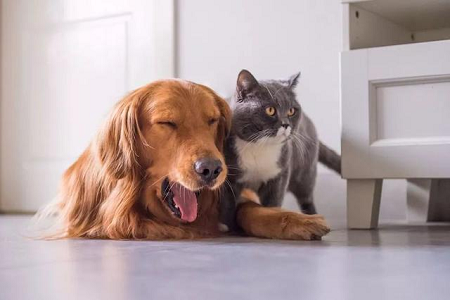 BABIO utvider veterinær rask testportefølje for global kjæledyrhelsetjeneste