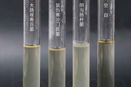 Babio Biotechnology lanserer høyytelses hjernehjerteinfusjonsbuljong for pålitelig mikrobiell dyrking