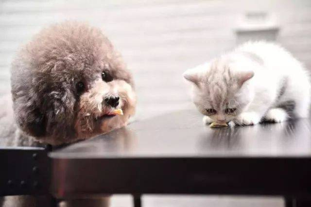 Babio Biotech lanserer avansert kjæledyrtestsett for nøyaktig diagnostikk