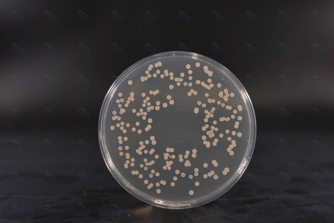 Brain Heart Infusion Agar: Næringsrikt medium for bakteriekultur